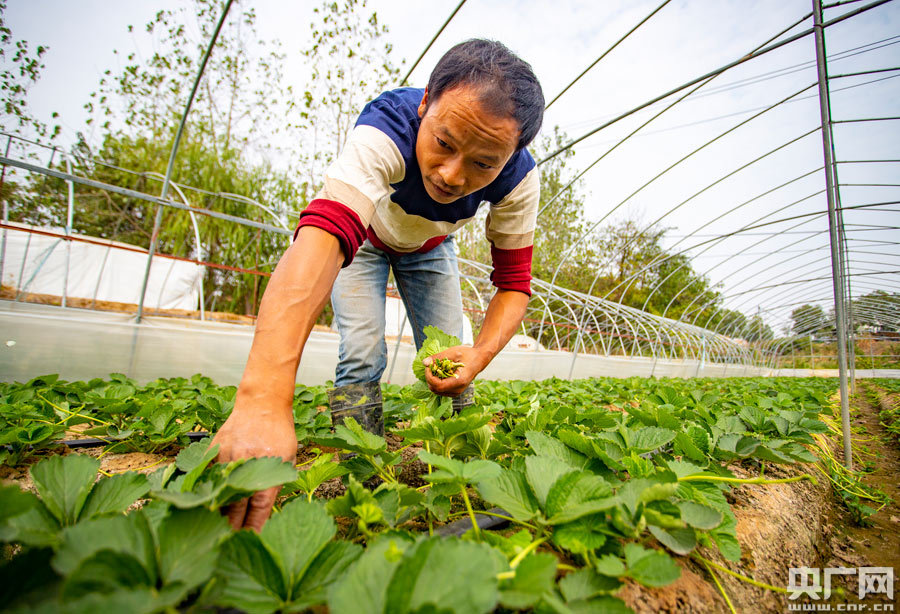 草莓苗最新价格动态，变化中的学习助力甜蜜梦想实现
