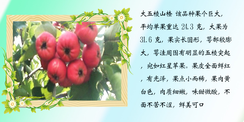 大五棱山楂最新价格信息，果实魅力一览🍎💖