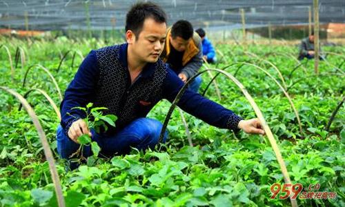 农民绿色生态农业种植创业新项目的探索与实践