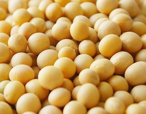 黑龙江大豆最新价格动态，变化中的学习展现自信与成就的力量